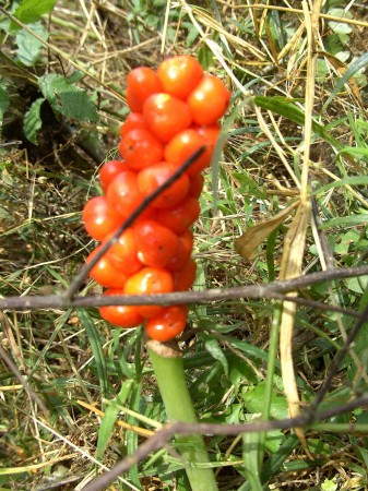 Fruits de l'arum sauvage